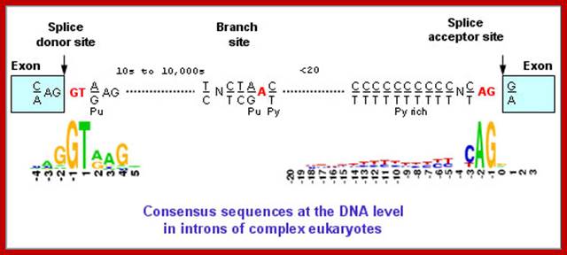 Image result for Exon-Intron splicing site sequences