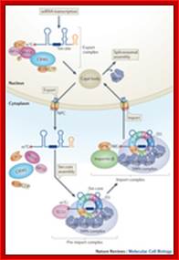 Maturation of snRNAs requires nuclear and cytoplasmic regulatory steps.