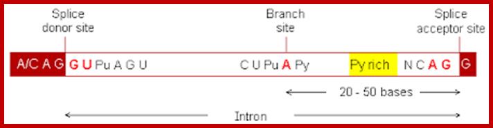 Image result for Exon Intron 5'GU and AG 3' splicing sites