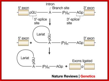 Genomic variants in exons and introns: identifying the splicing spoilers