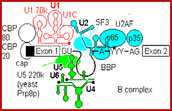 splicing complex B