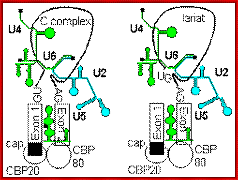 splicing complex c