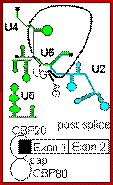 post splice complex