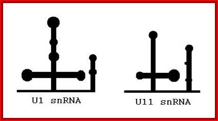 File:U1-U11-2ndStructureCompared.JPG