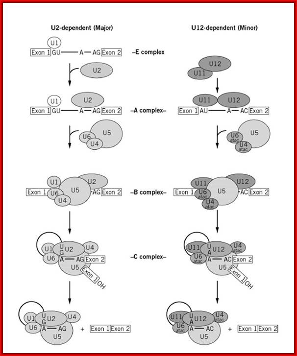 Stepwise assembly of the U2- and U12-dependent spliceosomes. Only those steps that can be resolved by biochemical methods (eg, native gel electrophoresis or gel filtration) under normal conditions with mammalian splicing extracts are shown. For the sake of simplicity, the ordered interactions of the snRNPs (indicated by ellipses), but not those of non-snRNP proteins, are shown. The various spliceosomal complexes are named according to the metazoan nomenclature. Although not yet identified, a post-splicing complex (containing only the excised intron) similar to that formed upon dissociation of the U2-dependent spliceosome is depicted for the U12-dependent spliceosome. Exon and intron sequences are indicated by boxes and lines, respectively. The first two and last two intron nucleotides, as well as the branch site adenosine, are also shown.