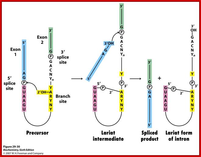 http://oregonstate.edu/instruction/bb451/fall11/stryer6/CH29/figure29-30.jpg