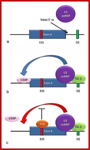 File:Fas alternative splicing.jpg