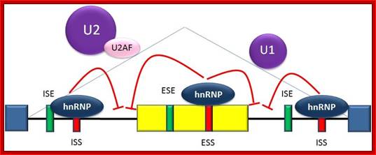 File:Splicing repression.jpg