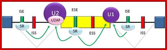 File:Splicing activation.jpg