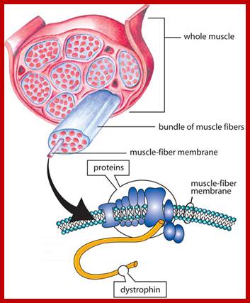 Image result for Dystrophin proteins