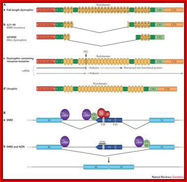 Dystrophin, utrophin and genetic approaches to therapy.