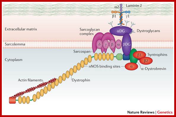 The dystrophin-associated protein complex.