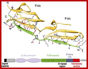 Image result for fibronectin proteins