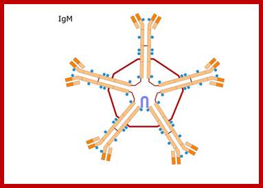 Image result for IgM proteins