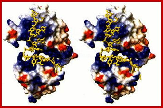 Figure 17.19. Stereogram showing binding of tra pre-mRNA by the cleft of the Sxl protein.