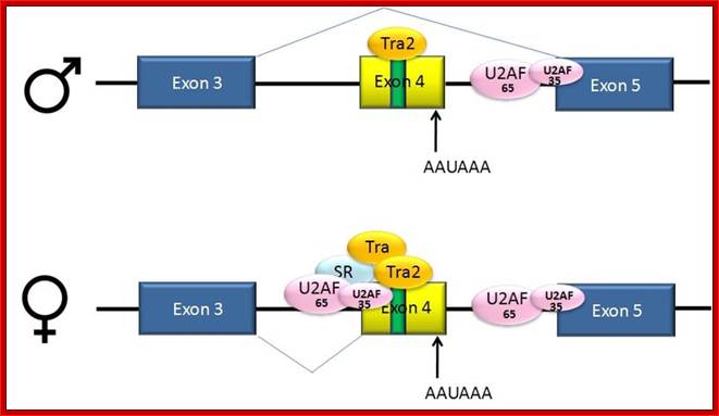 File:Dsx splicing.jpg