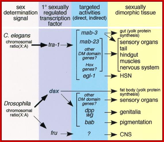 Figure 7.