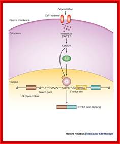 After depolarization of GH3 pituitary cells in response to neuronal activity, Ca 2+/calmodulin-dependent kinase (CaMK)IV is activated.