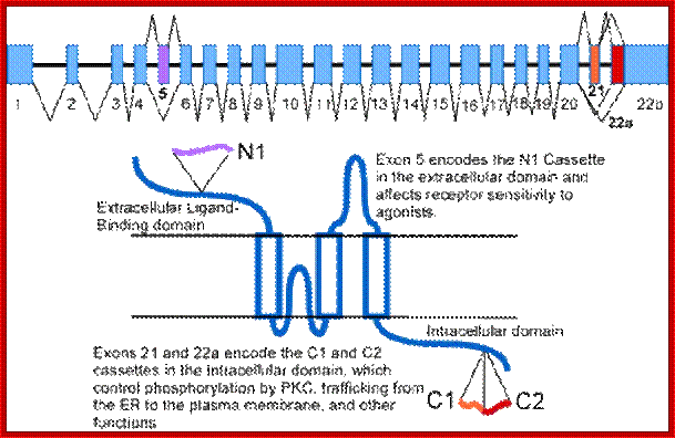 dblackresearchint10