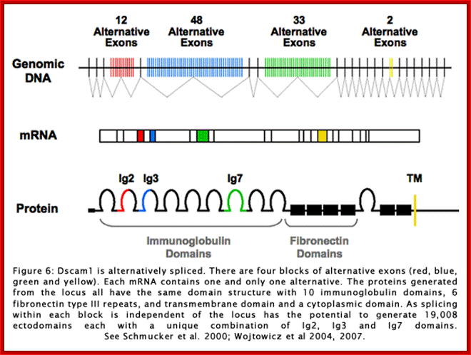 dscam splicing