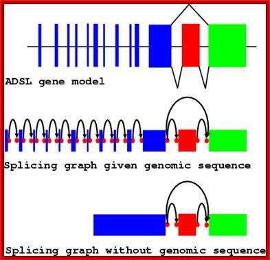 ADSL_splicing_graphs