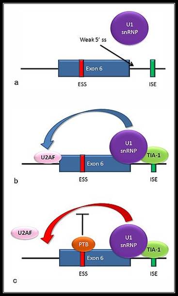 File:Fas alternative splicing.jpg