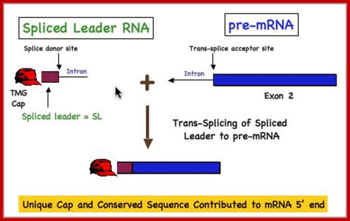 Trans-splicing