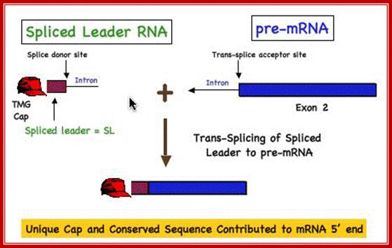 Image result for splicing between common leader and coding sequences