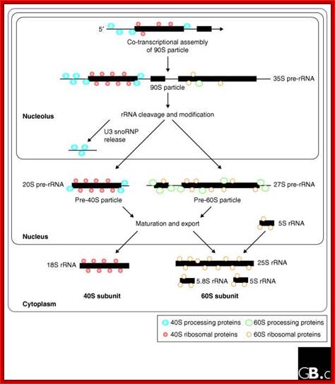 http://genomebiology.com/content/figures/gb-2005-6-10-234-1.jpg