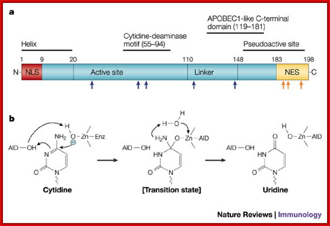 Class-switch recombination: interplay of transcription, DNA deamination and DNA repair