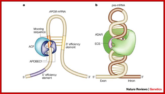 The many roles of an RNA editor