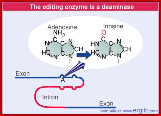 Deaminase converts C to U