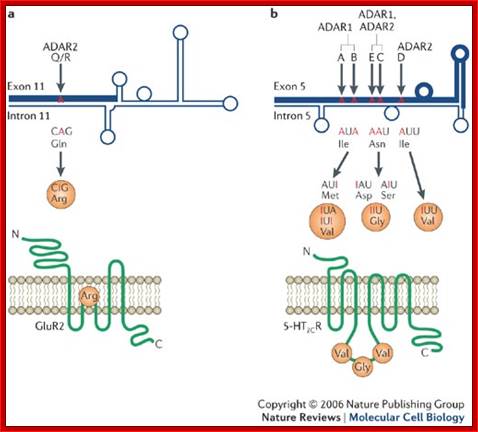 Editor meets silencer: crosstalk between RNA editing and RNA interference