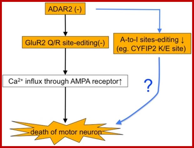 Image result for AMP receptors;RNA Editing-QR site permeation