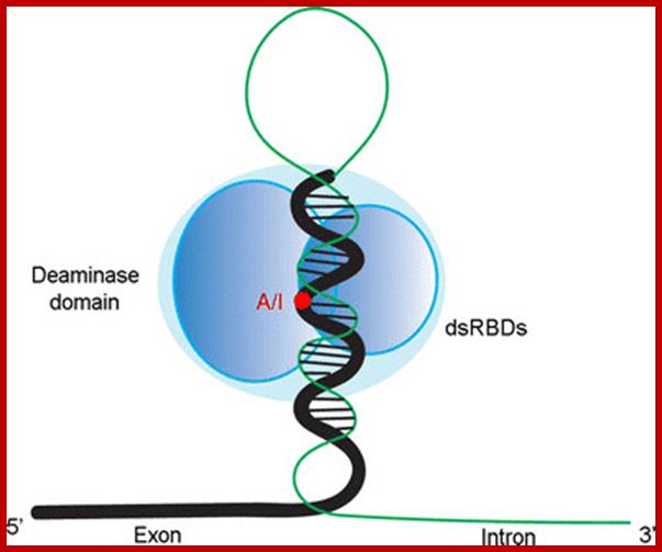 Image result for RNA Editing-QR site permeation through AMP receptors