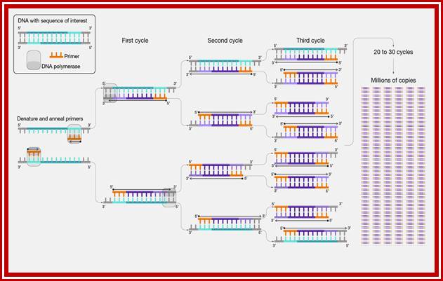  PCR