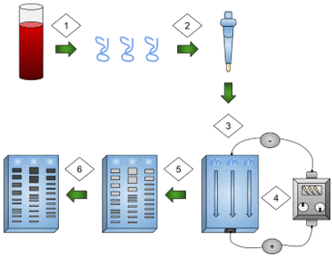 PCR based DNA fingerprinting