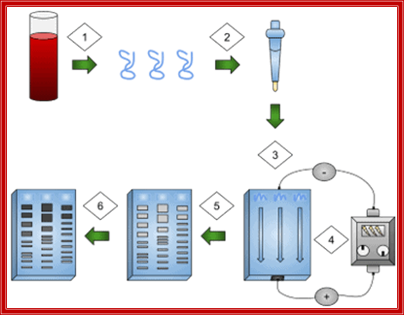 PCR based DNA fingerprinting