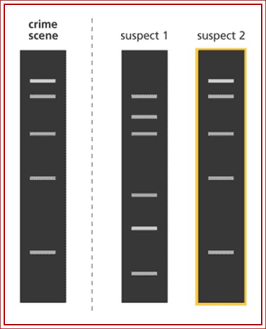 DNA fingerprinting in foresensics