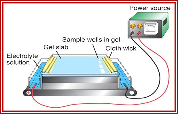 Electrophoresis Apparatus