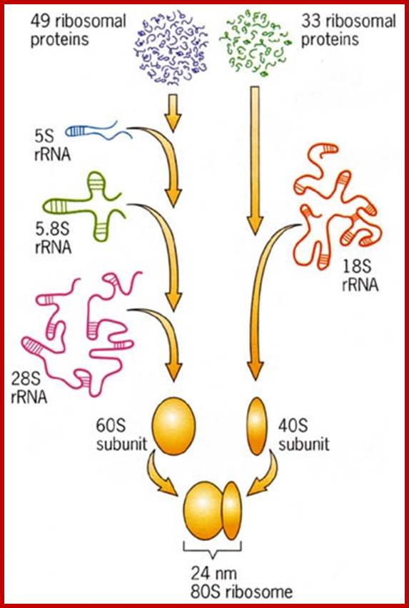 Image result for ribosome components