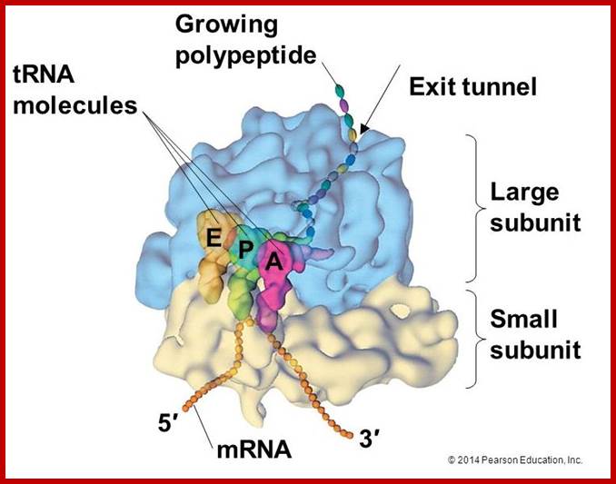 Image result for ribosome components