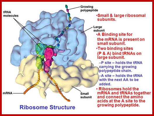 Image result for ribosome structure- small and large subunits