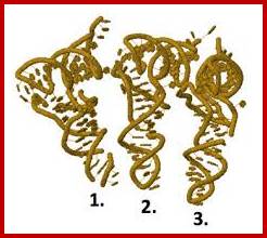 Image result for positioning of tRNA on large ribosomal surface