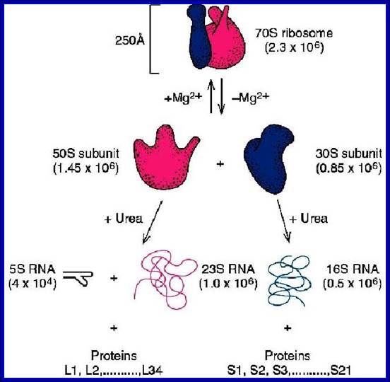 Fig_ribo_components