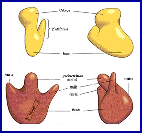 Subunits