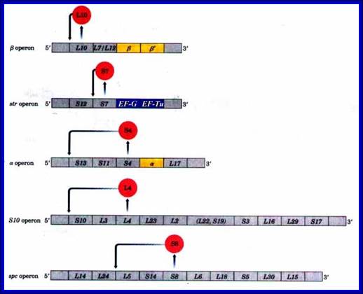 http://www.bioinfo.org.cn/book/biochemistry/chapt27/970.jpg