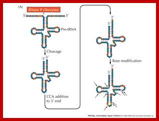 Image result for E.coli-processing of tRNA