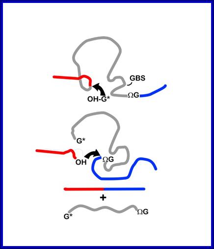 Description: http://2011.igem.org/wiki/images/7/75/PekingR_yxw_f5.jpg