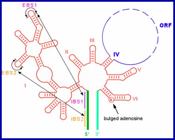 Description: Diagram of structure showing IBS-EBS pairings and bulged "A" utilized during splicing reaction